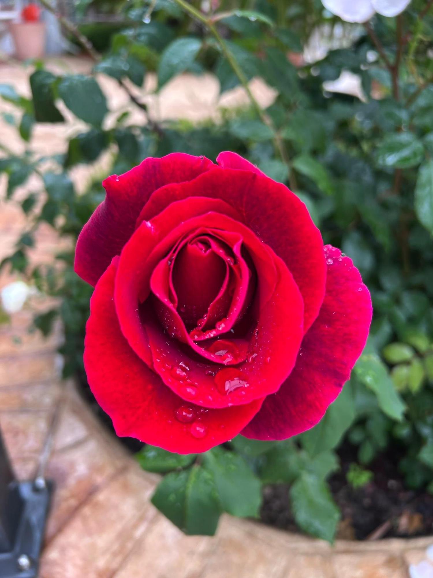 B&B Corte Delle Rose カスティリオーネ・デッレ・スティヴィエーレ エクステリア 写真